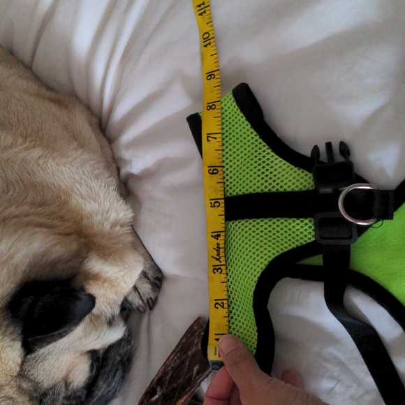 NWOT Neon green harness and leash - Picture 5 of 8